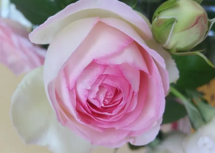 Oda ve Kahvaltı Domaine Des Mathieux *